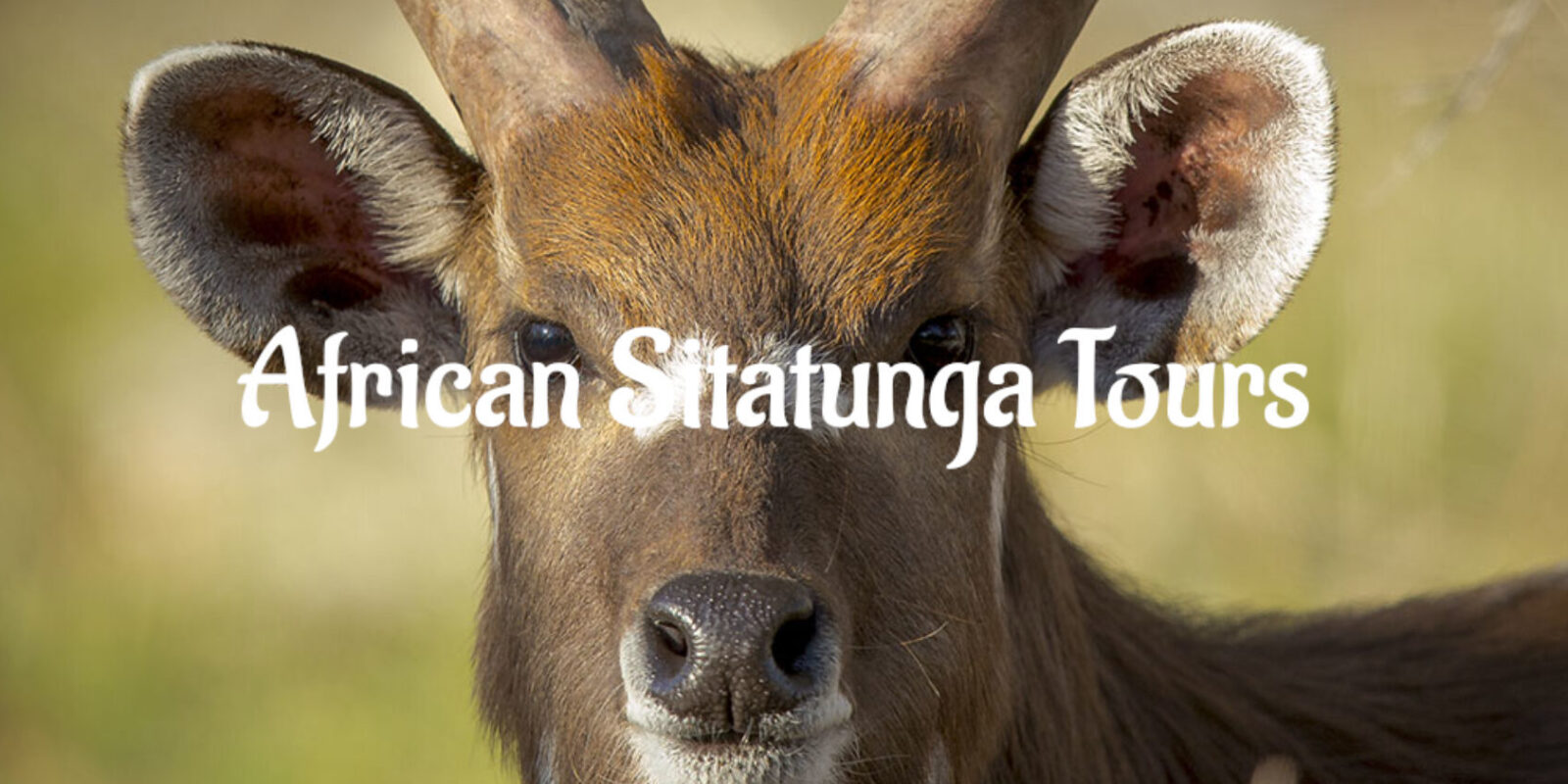 African Sitatunga Tours Namibia, Header