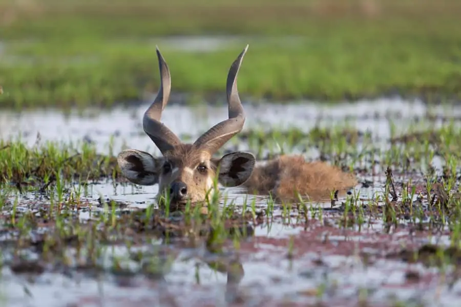 Sitatunga: Africa’s amphibious antelope