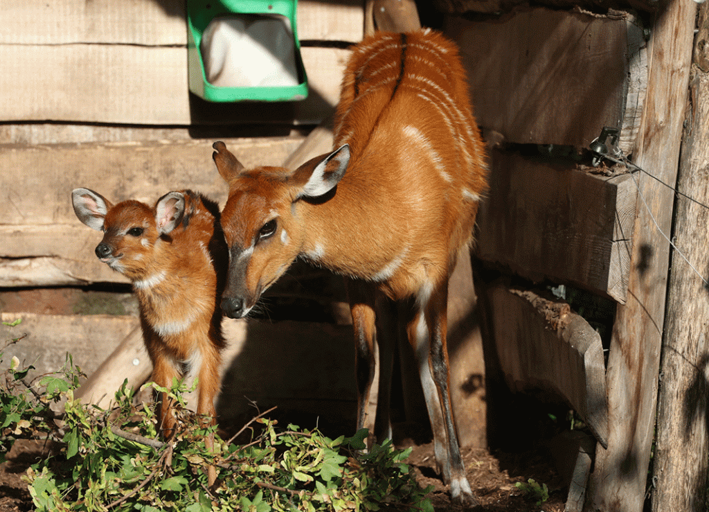 Kölner Zoo: Nachwuchs bei den Sitatungas