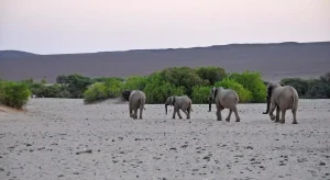 Wüstenelefant